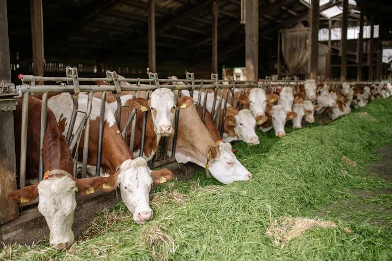 Animal Feed & Nutrition Premix